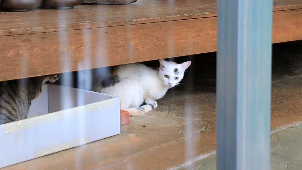 Cats hiding from the rain