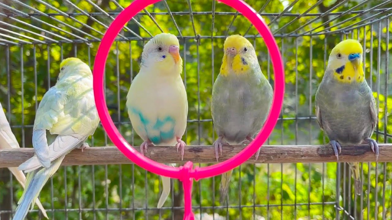 8 Hours of Budgie Best Friends - Mango and Chutney - Singing and Talking Sounds