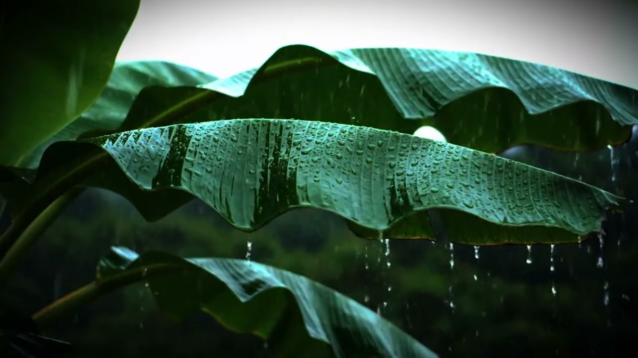 Banana Leaf Rain Sound for Relax & Sleep