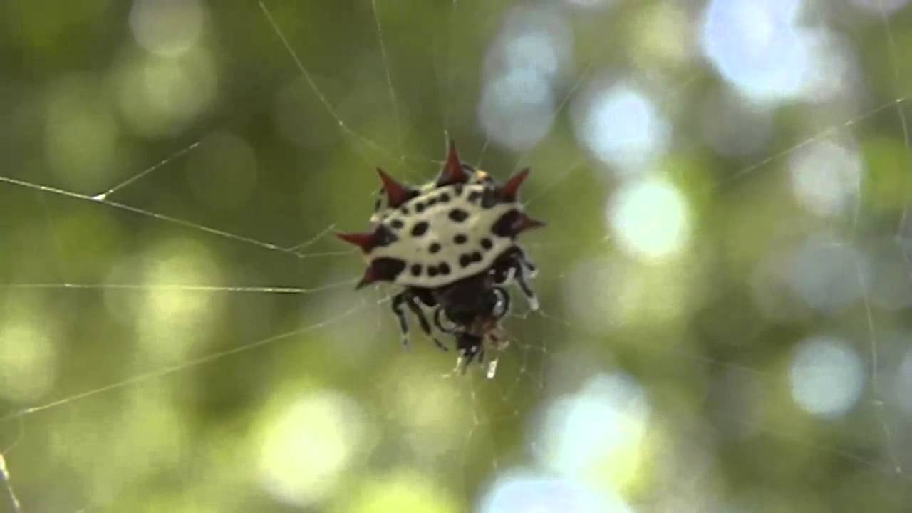 Star spiders mating - Gasteracantha cancriformis