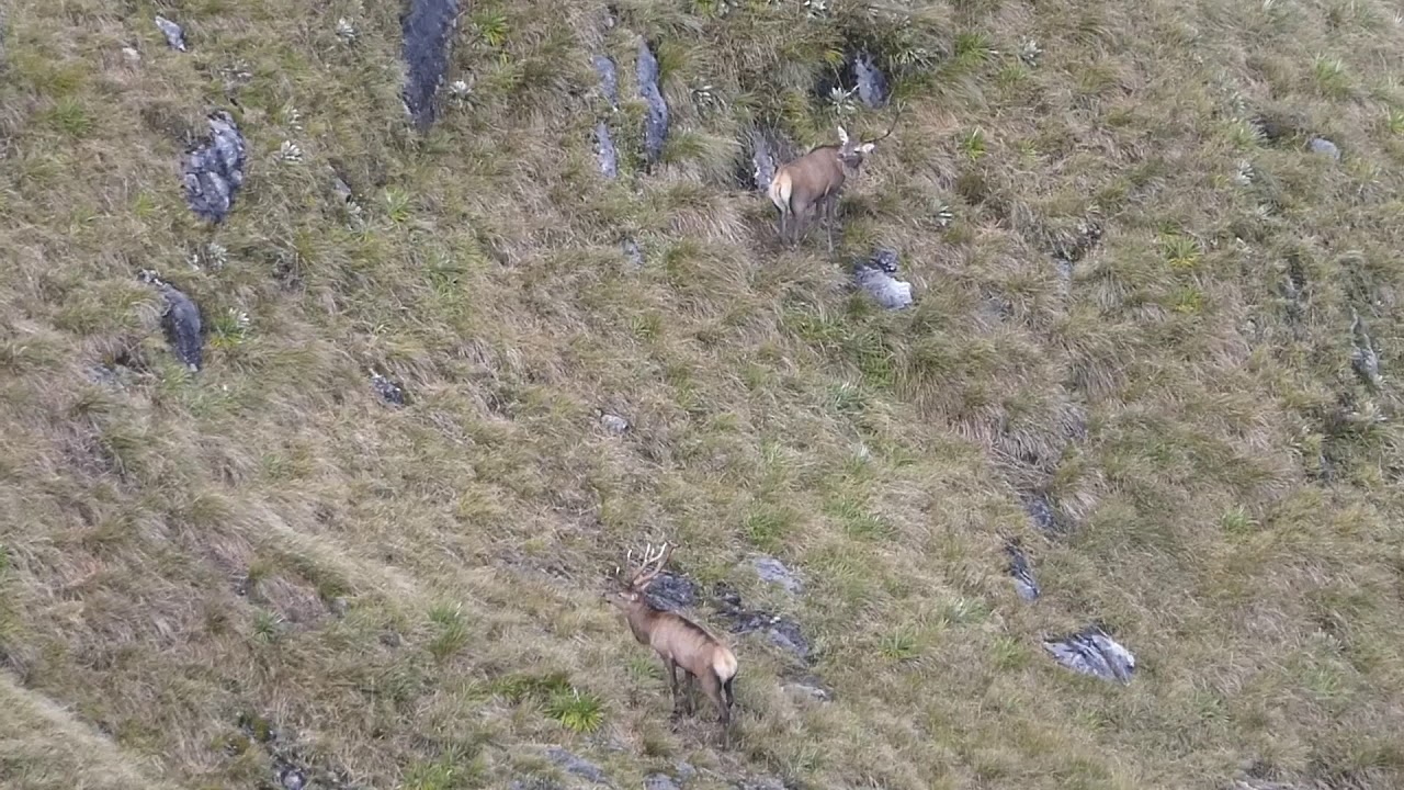 Fiordland Wapiti Upper Glaisnock 2020