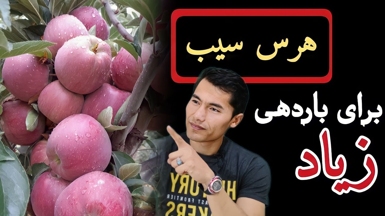 هرس و شاخه بری درخت سيب برای چندبرابر ساختن میوه
