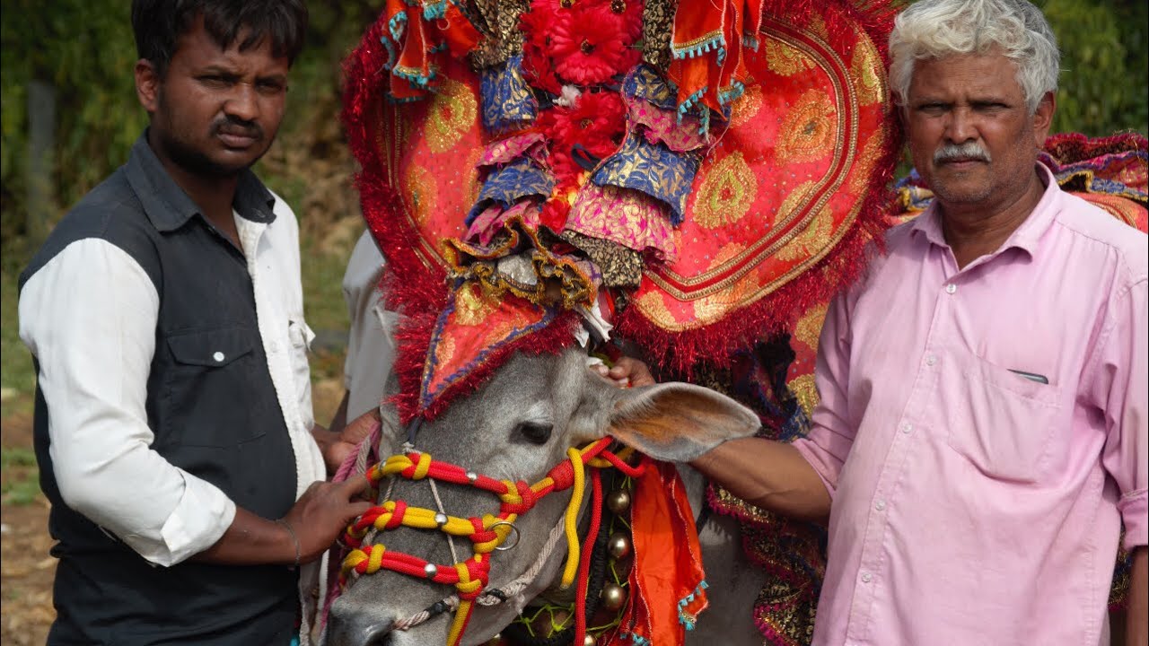 Motebennur, Brahmanda 100 Bull Decoration, Bail pola, Hallikar bull, Hori habba Jallikattu