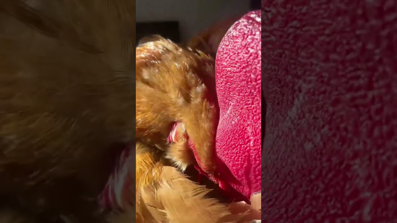 pet chicken