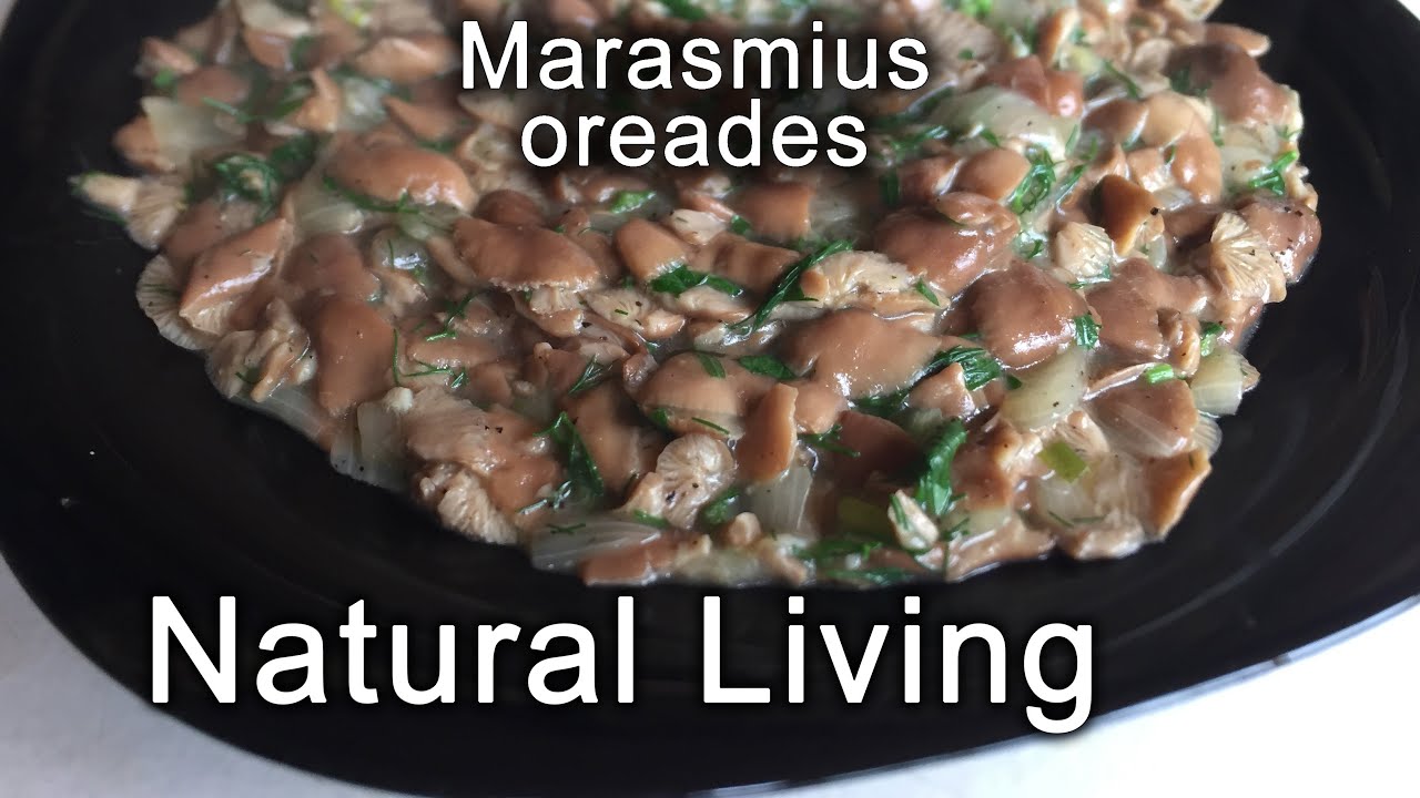 Marasmius oreades | Episode 3 | Natural living in TRANSYLVANIA WILD | OFF GRID | PERMACULTURE