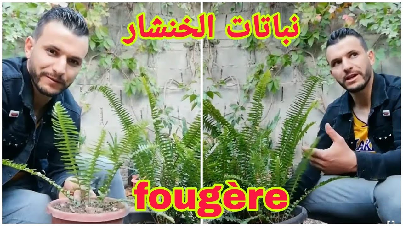 طريقة العناية والإكثار بنبات الخنشار Cultiver de fougère plantes