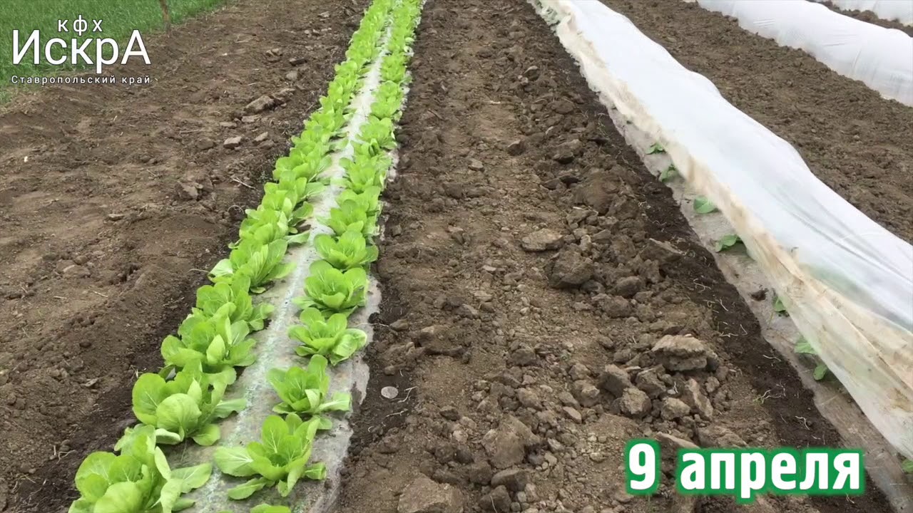 Пекинская капуста Табалуга F1. Зацвела. Неудачный опыт.