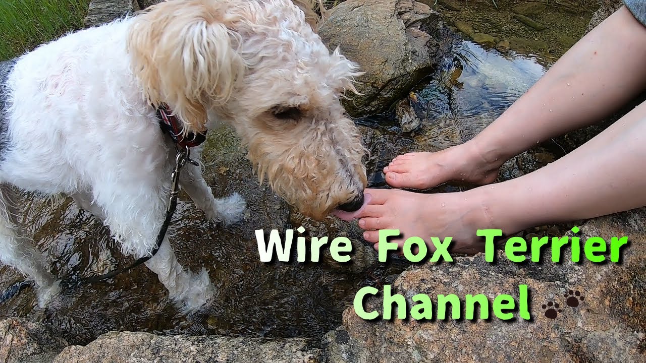 Videos of Wire Fox Terriers to watch when you are tired