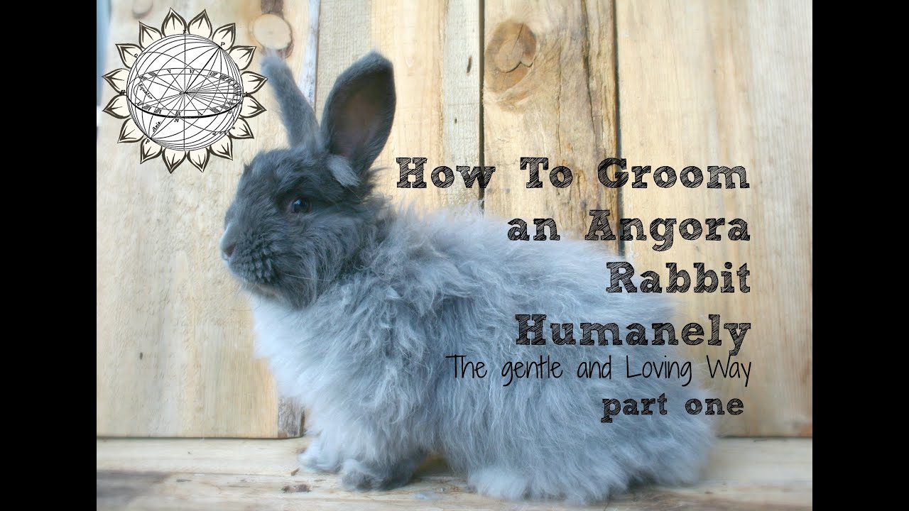 How to Groom an Angora Rabbit