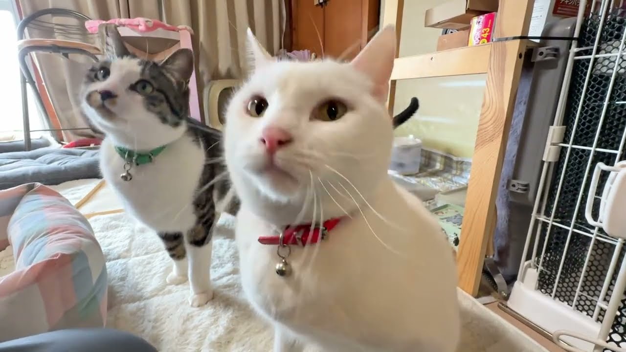 今朝は素敵なお味の朝ごはん【26年3月18日その2】
