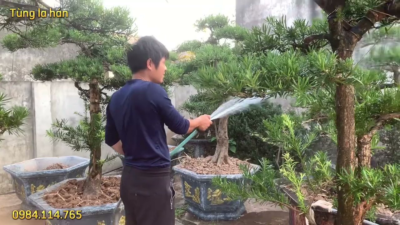 Cách chăm sóc cây Tùng la hán | Cách tưới nước cho cây Tùng la hán | Kỹ thuật chăm sóc cây Tùng