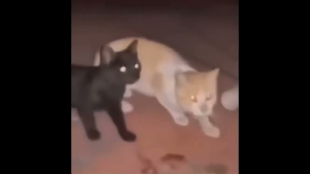 Half-Life cat gets dragged away