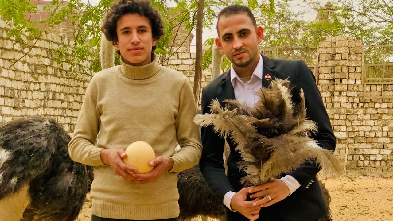 مشروع تربية النعام في المنزل || طريق الثراء السريع