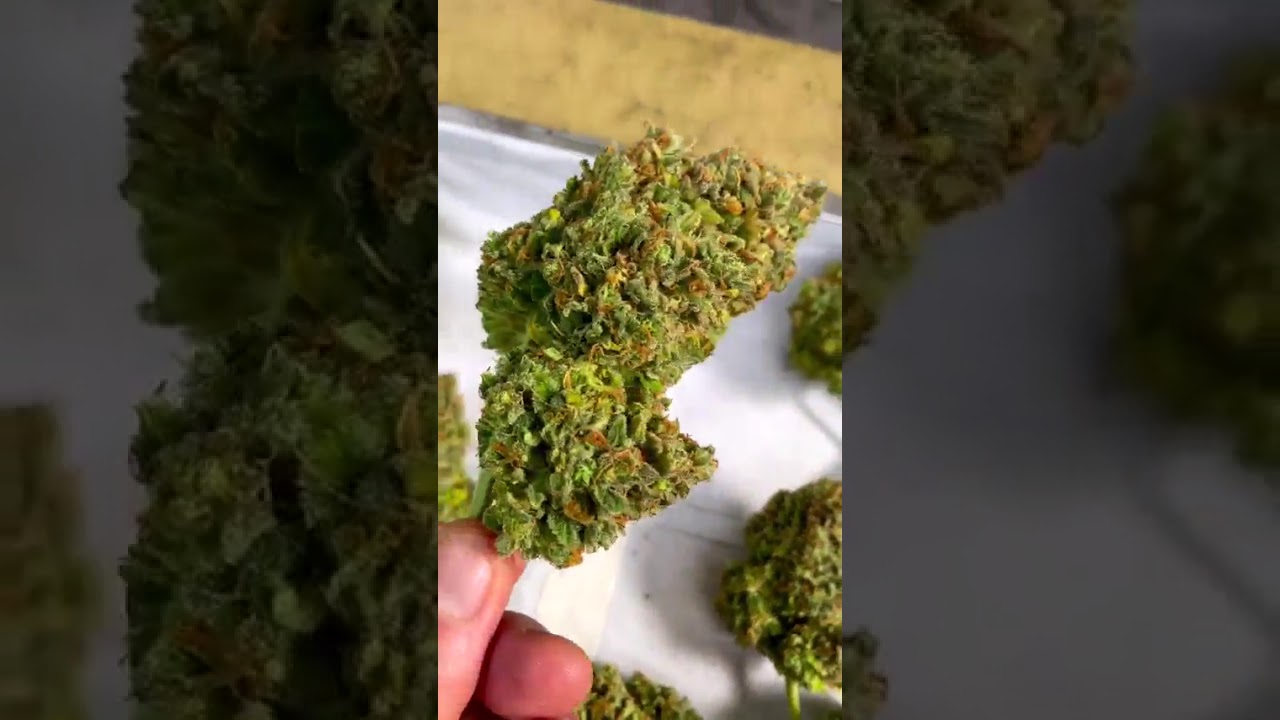 Bubblegum Auto 🫧 Fast Buds bullbulator420