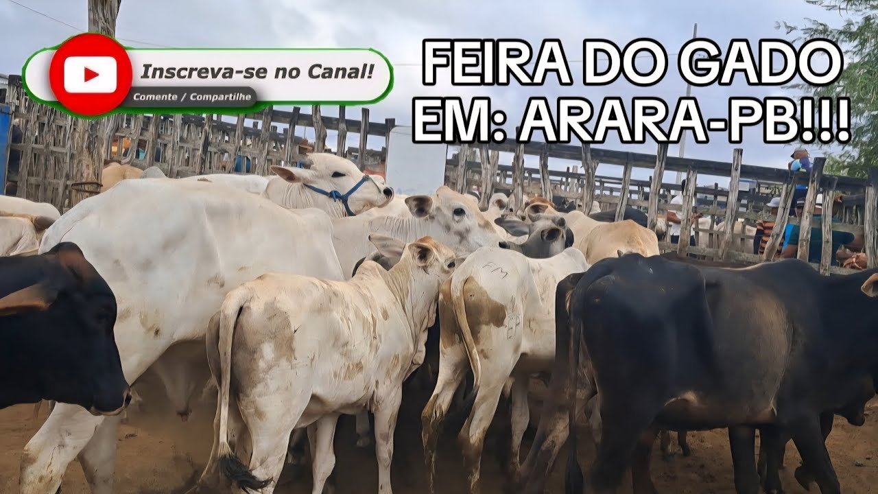 FEIRA DO GADO EM: ARARA-PB!!! 02/02/2026. 📹🏜🤠