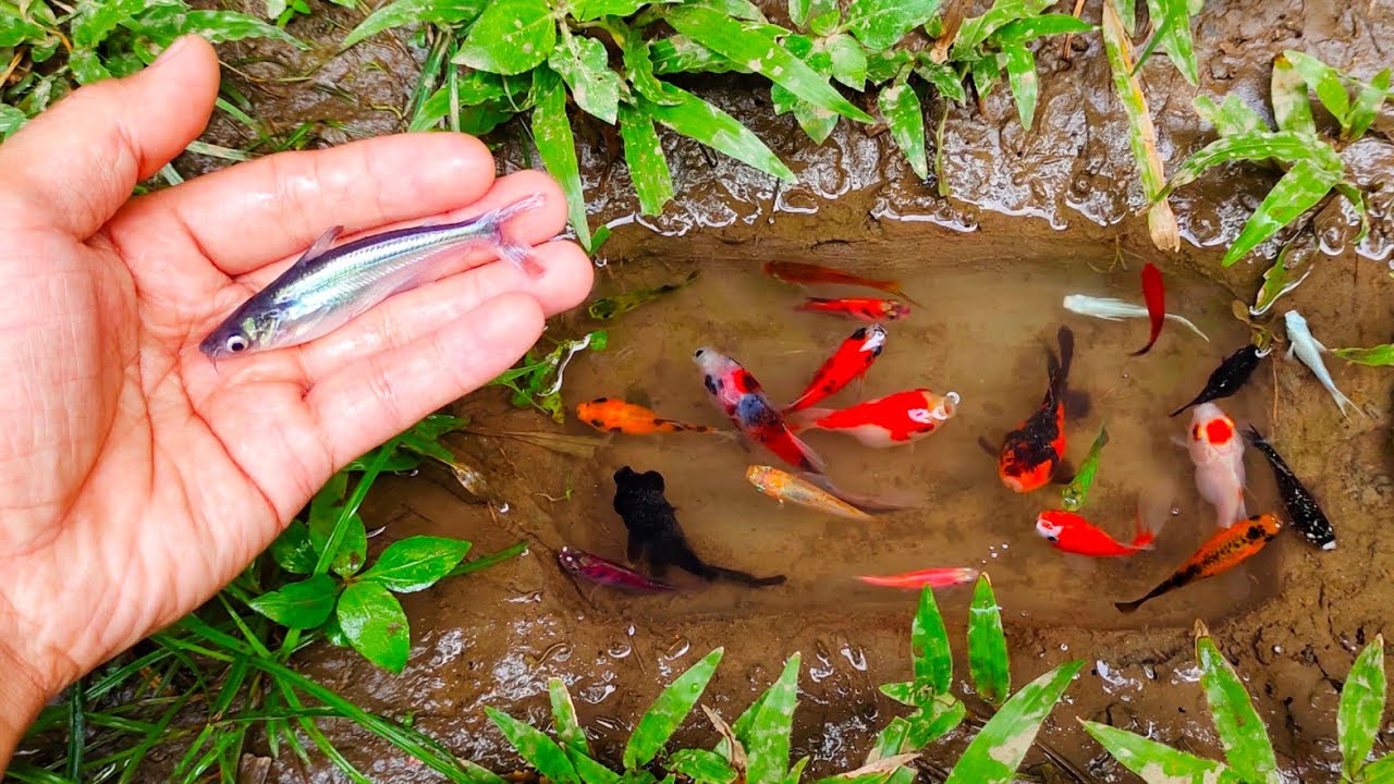 Wadidaw! Mencari ikan hiu jumbo, ikan cupang warna-warni, ikan molly balon, ikan mas, channa, lele,