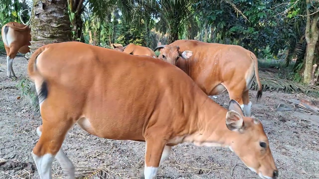 Sapi Bali Pulang Kandang