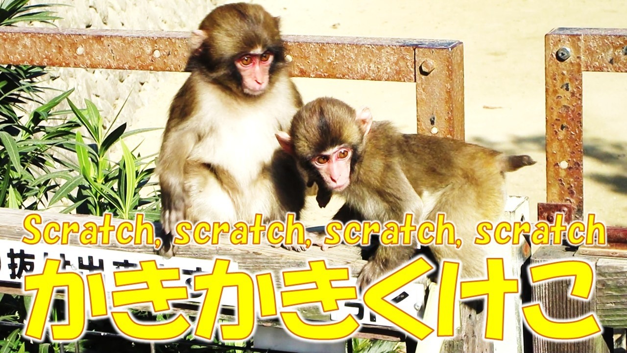 かきかきくけこ Scratch, scratch, scratch, scratch 葉ッピー動物園2269 淡路島モンキーセンター 兵庫県