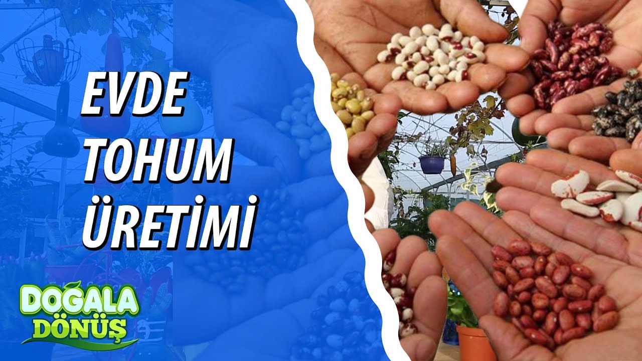 Evde Tohum Üretimi Nasıl Yapılır? #DoğalaDönüş