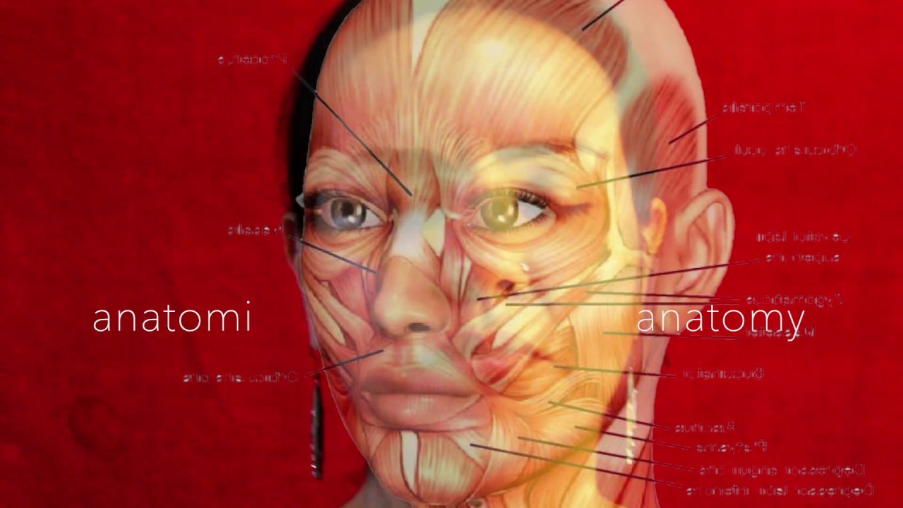 Performans No. 10, ''anatomi / anatomy''