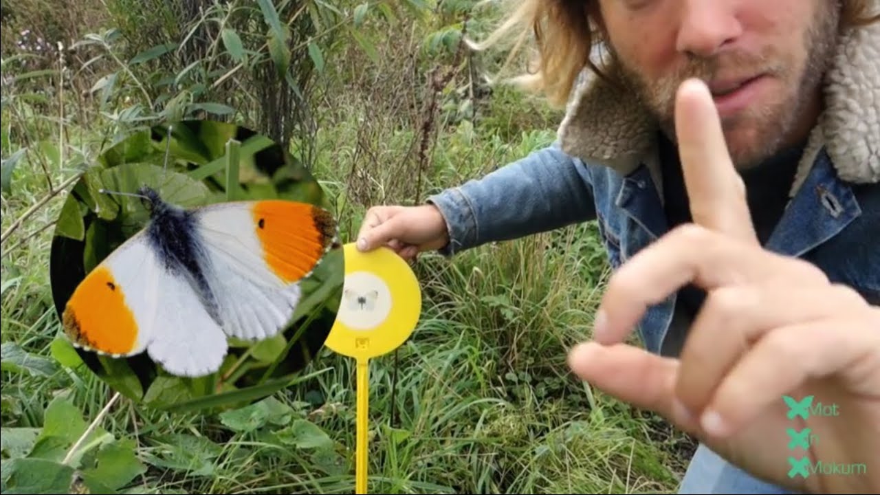 Stadstuinieren voor meer vlinders Afl 6 Oranjetipjes