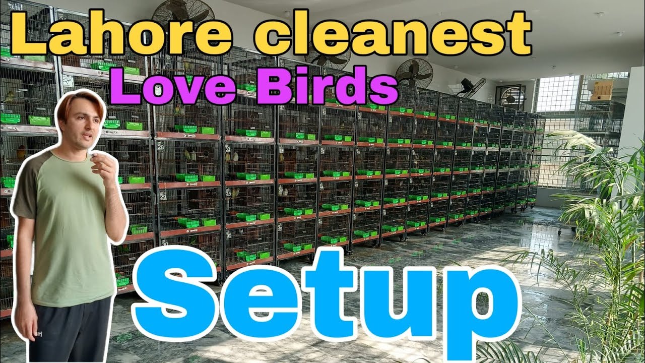 Aamyr Khattak Love Birds Setup😍 || Visited in Lahore Pakistan 💞