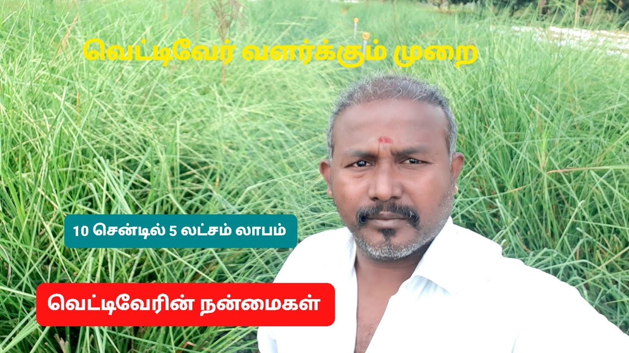 வெட்டிவேர் வளர்க்கும் முறை அதன் பயன்கள்