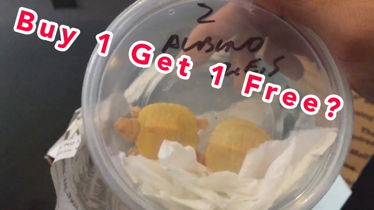 Albino Red Eared Slider Unboxing- Reptile City!