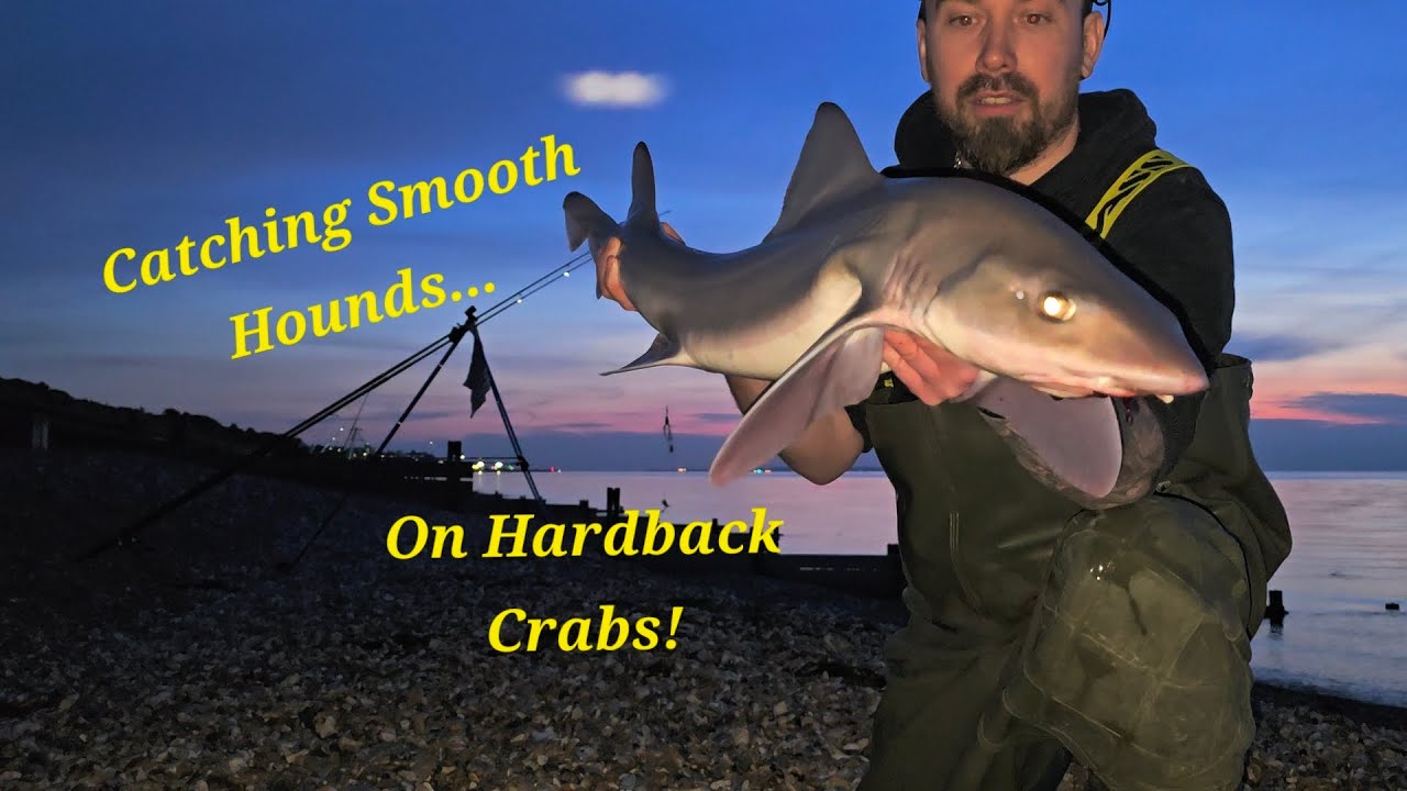 2 nights out on the North Kent coast catching Smooth Hounds! #fishing #crabs #Hounds #sunset #mates