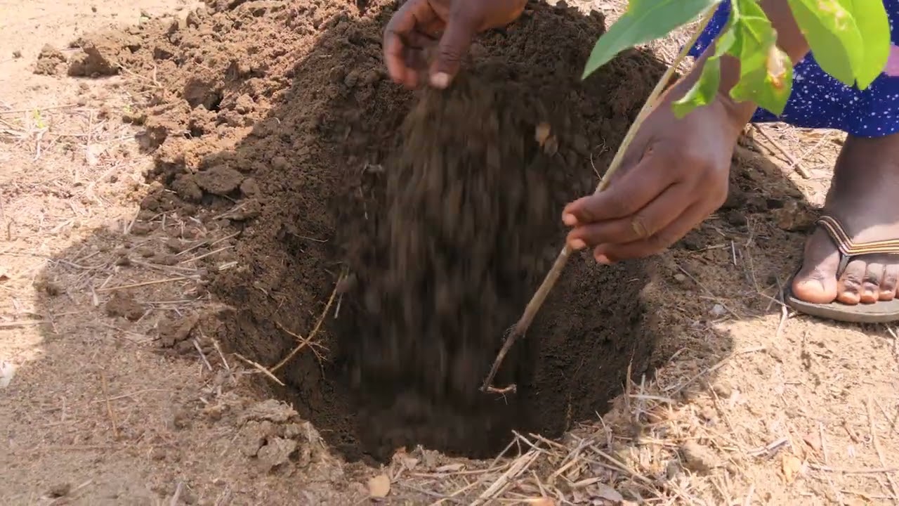 Women at the Root of Reforestation: Bore Project