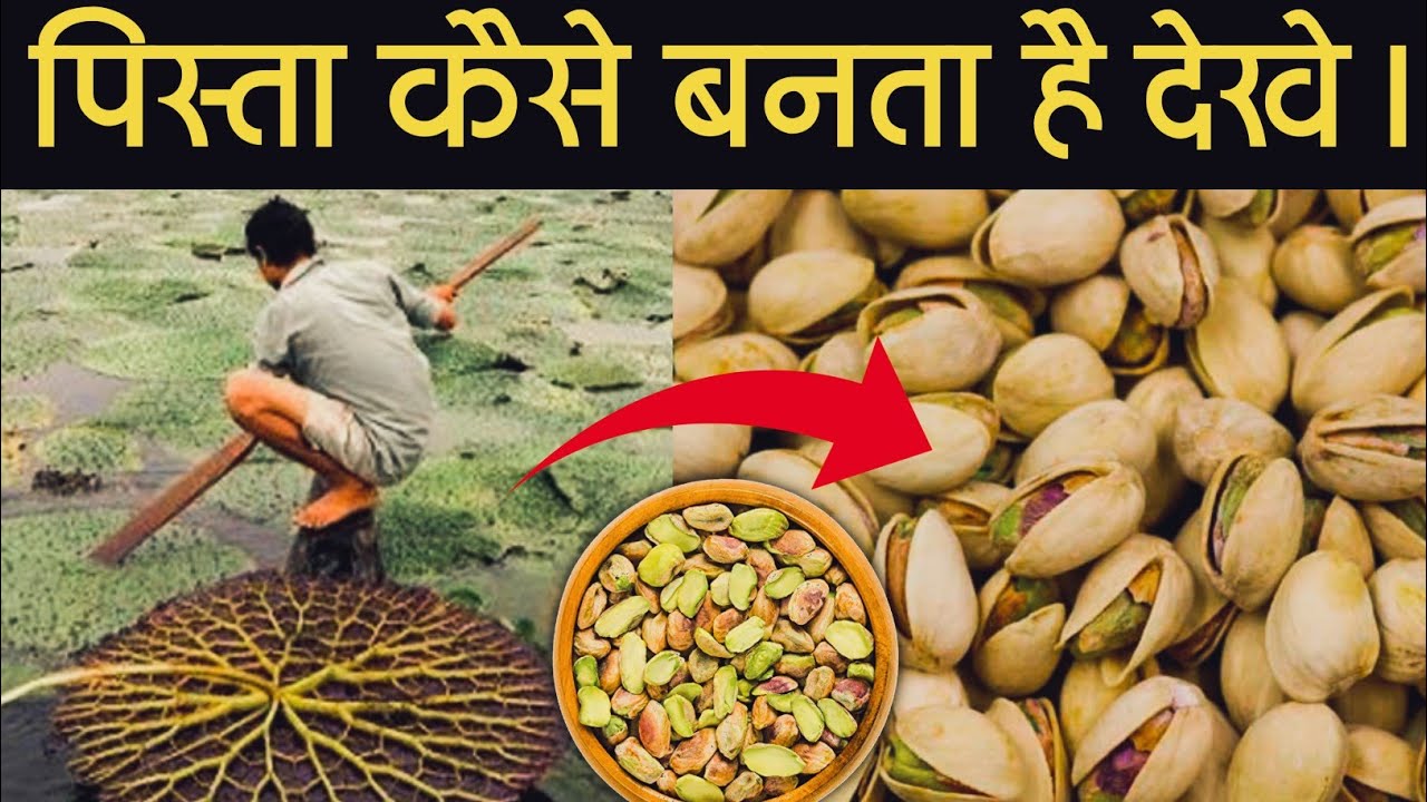 देखे पिस्ता कैसे बनता है? How are pistachios made?