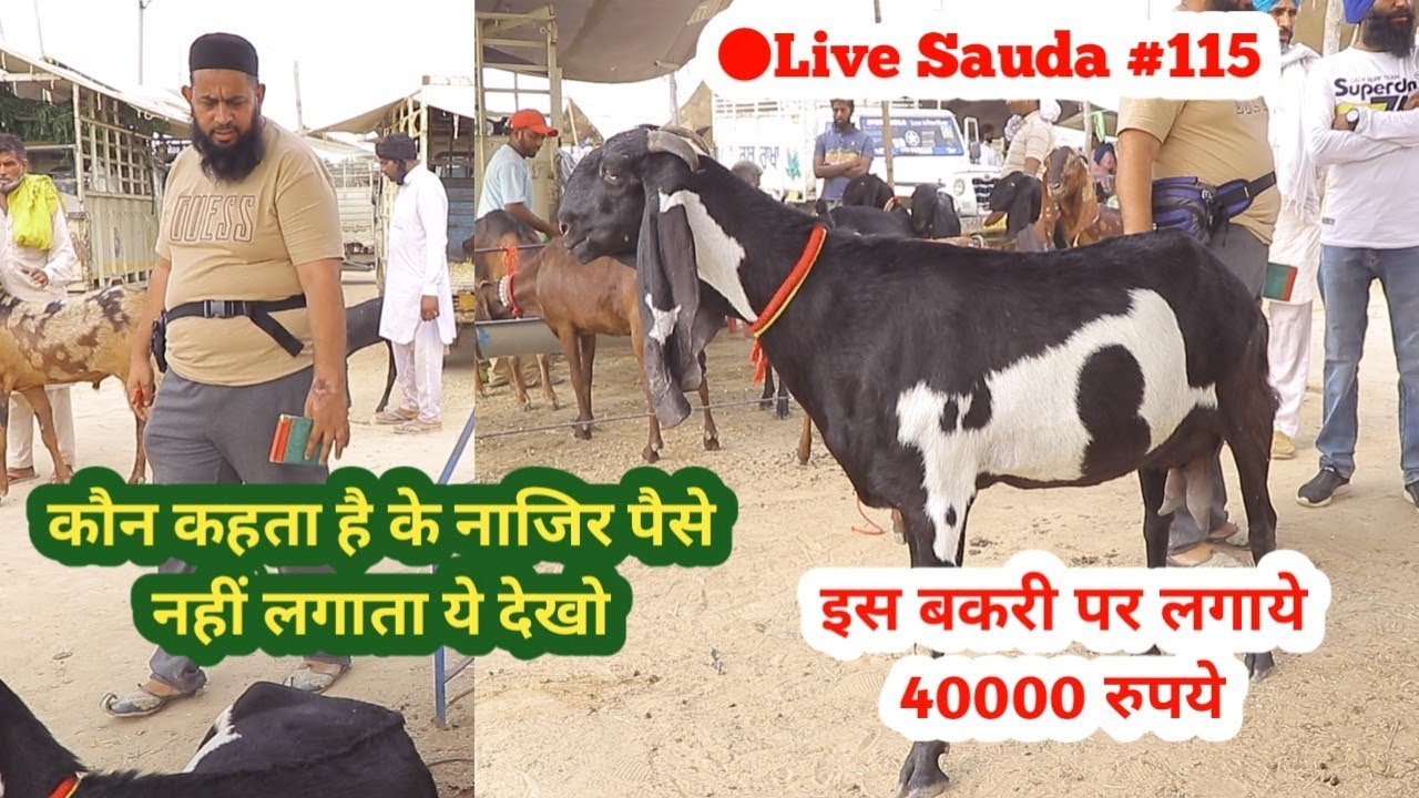 ਨਾਜ਼ੀਰ ਦੇ Live ਸੌਦੇ - Live sauda 115 - Goat farming @ILTILANATV