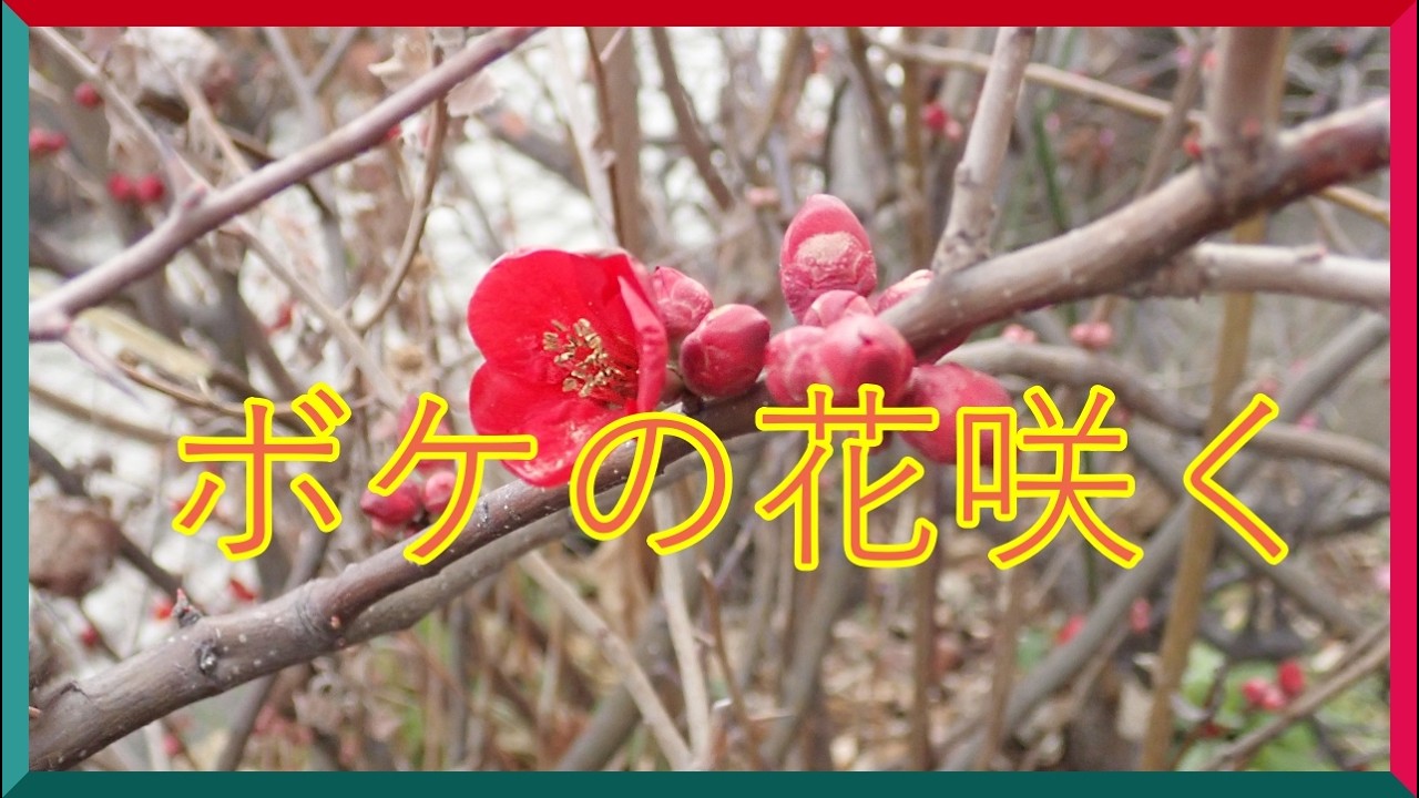ボケの花咲く
