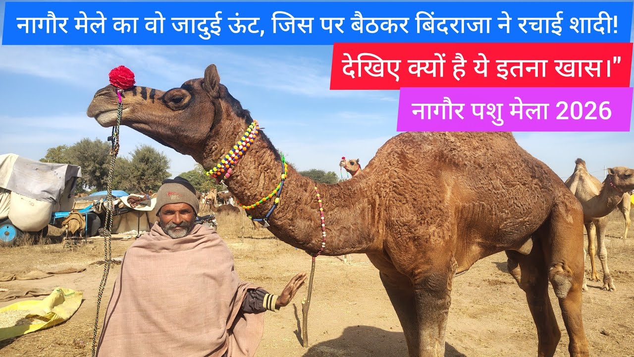 नागौर मेले का वो जादुई ऊंट, जिस पर बैठकर बिंदराजा ने रचाई शादी! 🐪देखिए क्यों है ये इतना खास।