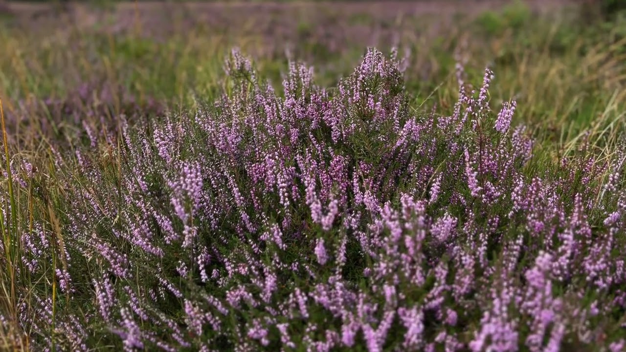 De heide bloeit, editie 2025
