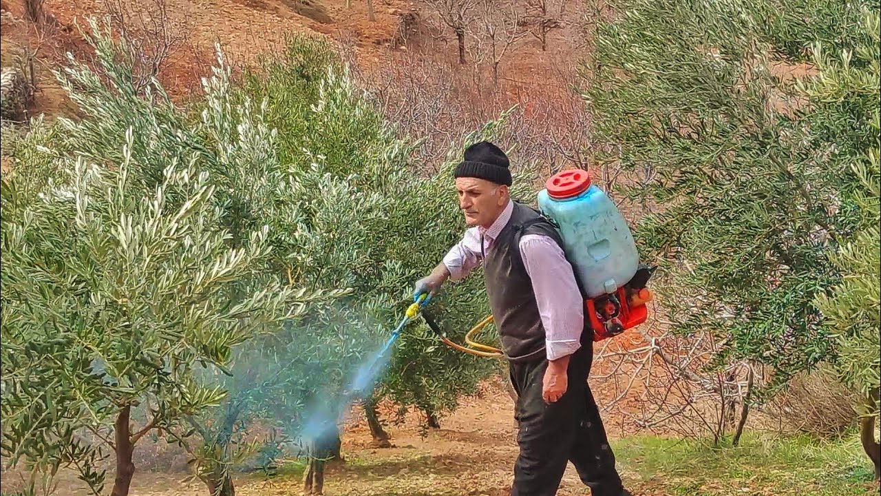 Bağ Bahçe ve Zeytin #İlaçlama İşlemi / #Köyde #Hayat