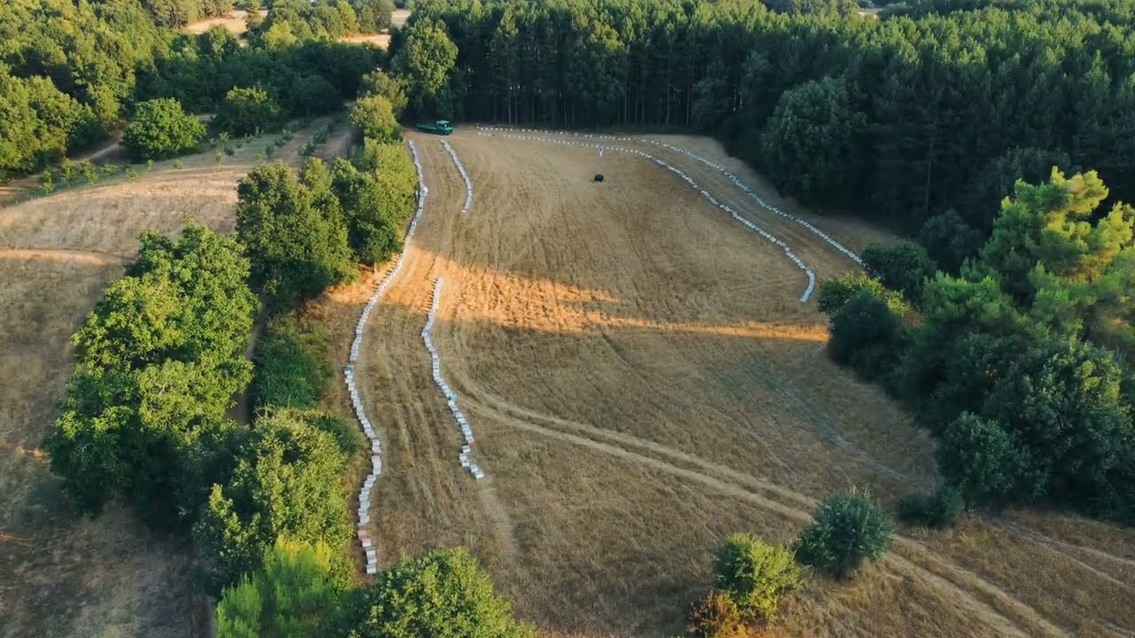Τρύγος Βελανιδιάς στο δρυόδασος της Φολόης.  Η παραγωγή έφτασε στο τέλος της.