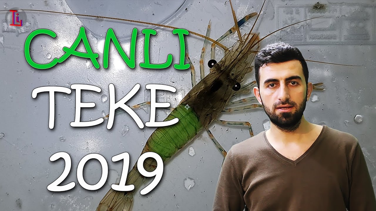 Canlı Yem Teke Nasıl Yakalanır? Nerede Bulunur? | Ocak 2019 | Anlatımlı Belgesel Tadında