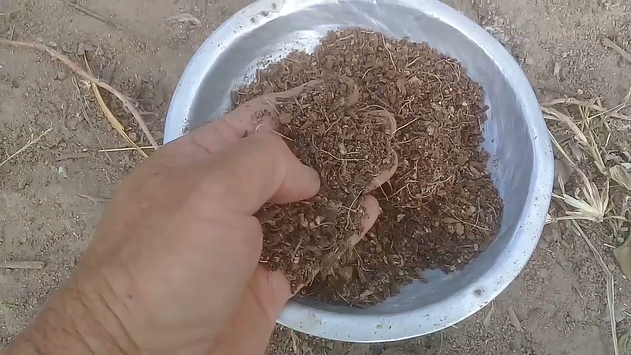 Como fazer um adubo top para todos os tipos de plantas com um só ingrediente