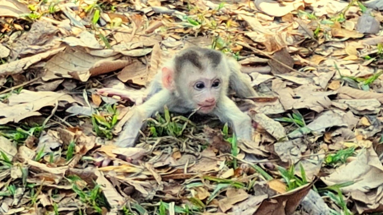 Adorable Baby Monkey in Angkor Area, #1228.