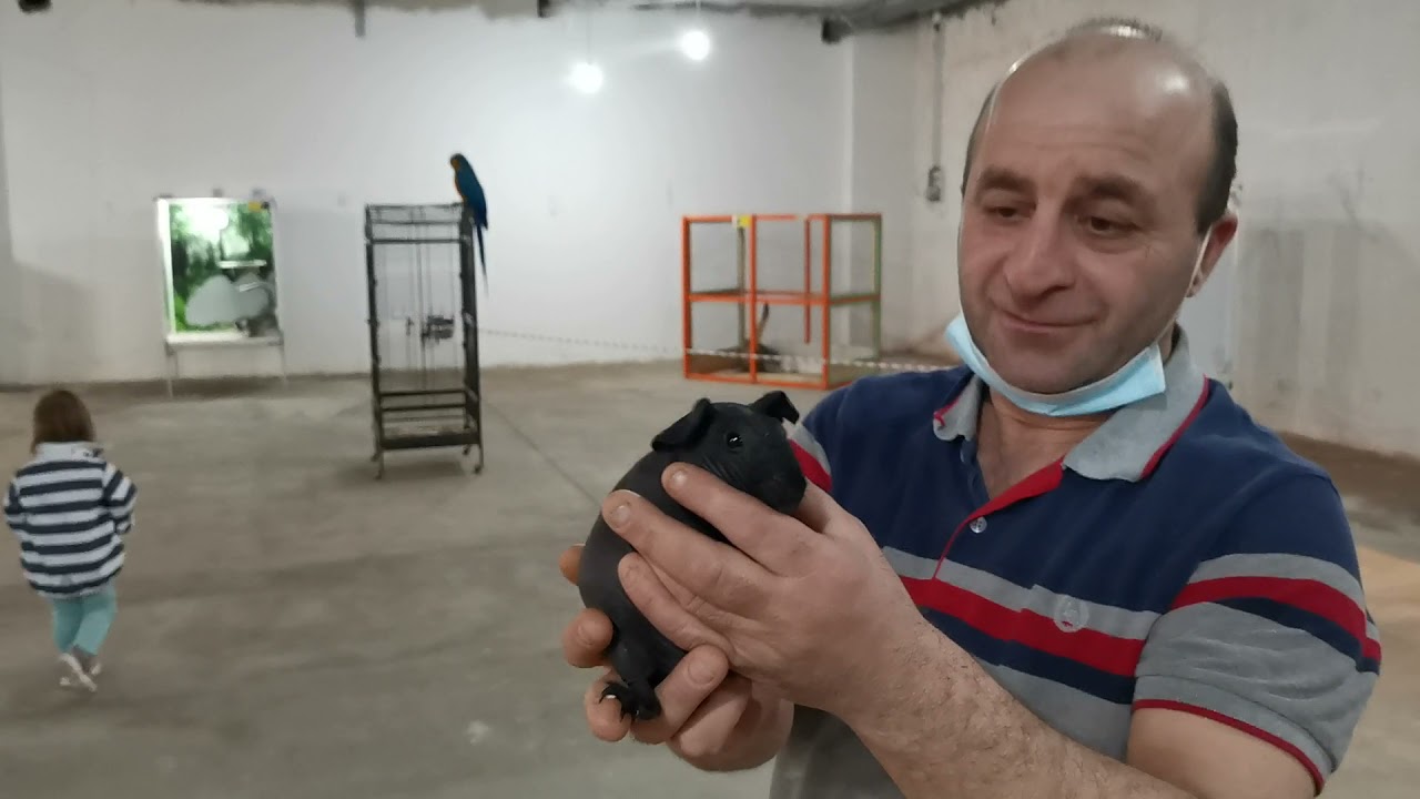 Потешные животные опять посетили нас,это просто прекрасно и классно!👍👍👍