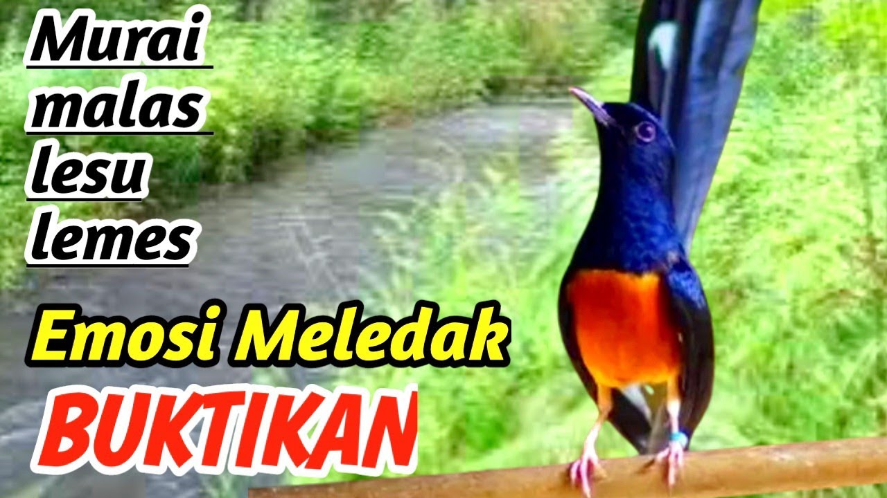 Murai Batu Rajin Bunyi | Best Daily Masteran Audio