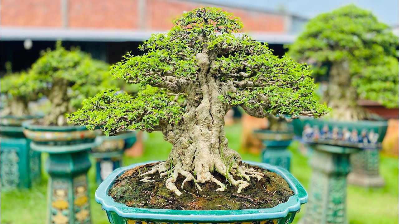 Siêu phẩm mai chiếu thủy dáng trực hàng chất lượng cao tại vườn Bonsai Ánh Cái Mơn .#0975282803