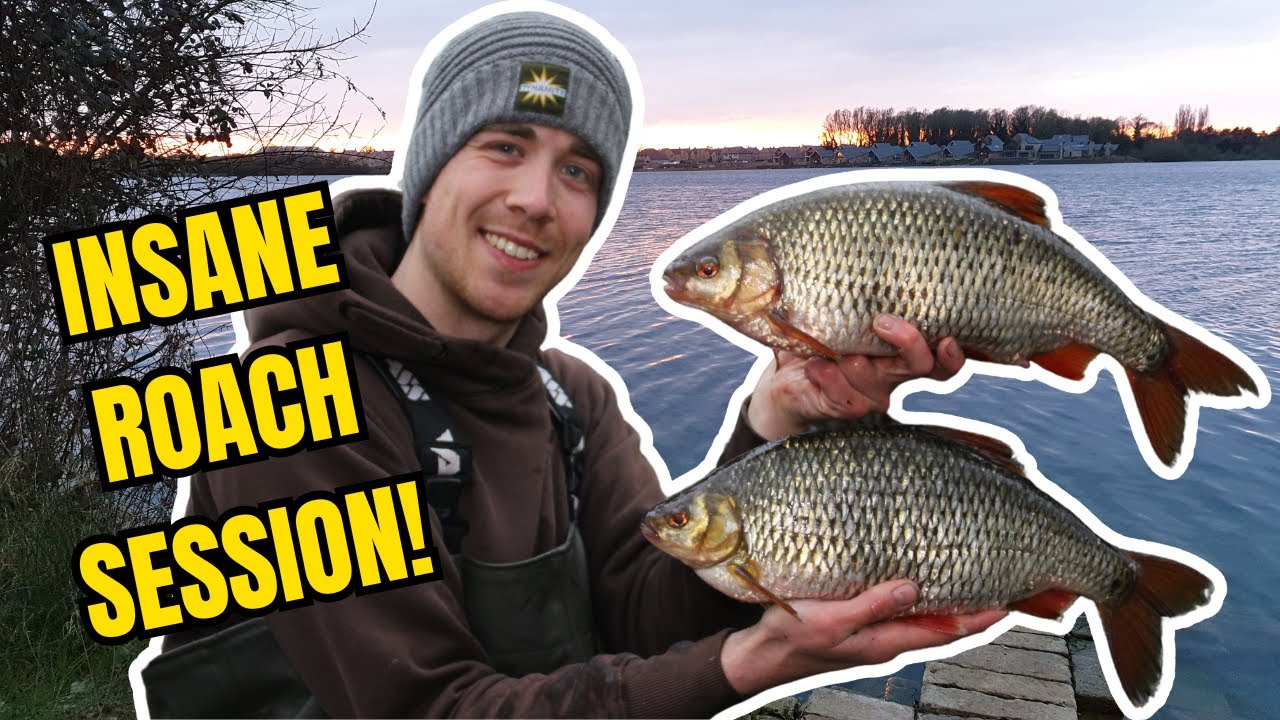 INSANE Roach Fishing Session! Catching Monster 3lb Roach!