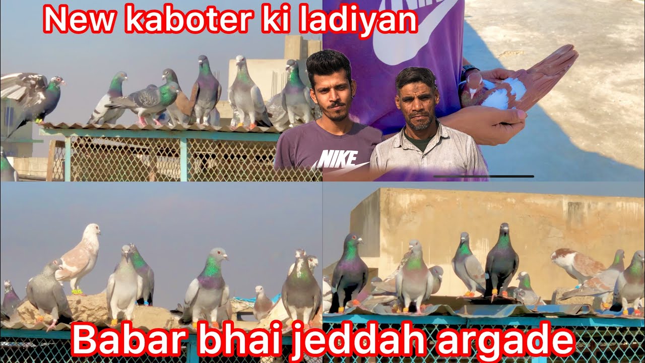 babar bhai jeddah arcad | new Gola Kabootar Best Lariyan | GHAGHRAY LALBAND kachpare | Gola kabutar