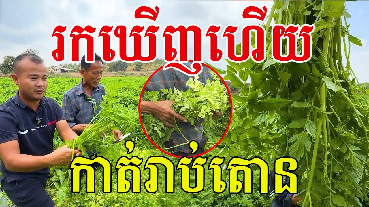 រកឃើញហើយ បានរាប់តោន១ខែៗ ទឹកថ្លាស្អាតល្អ