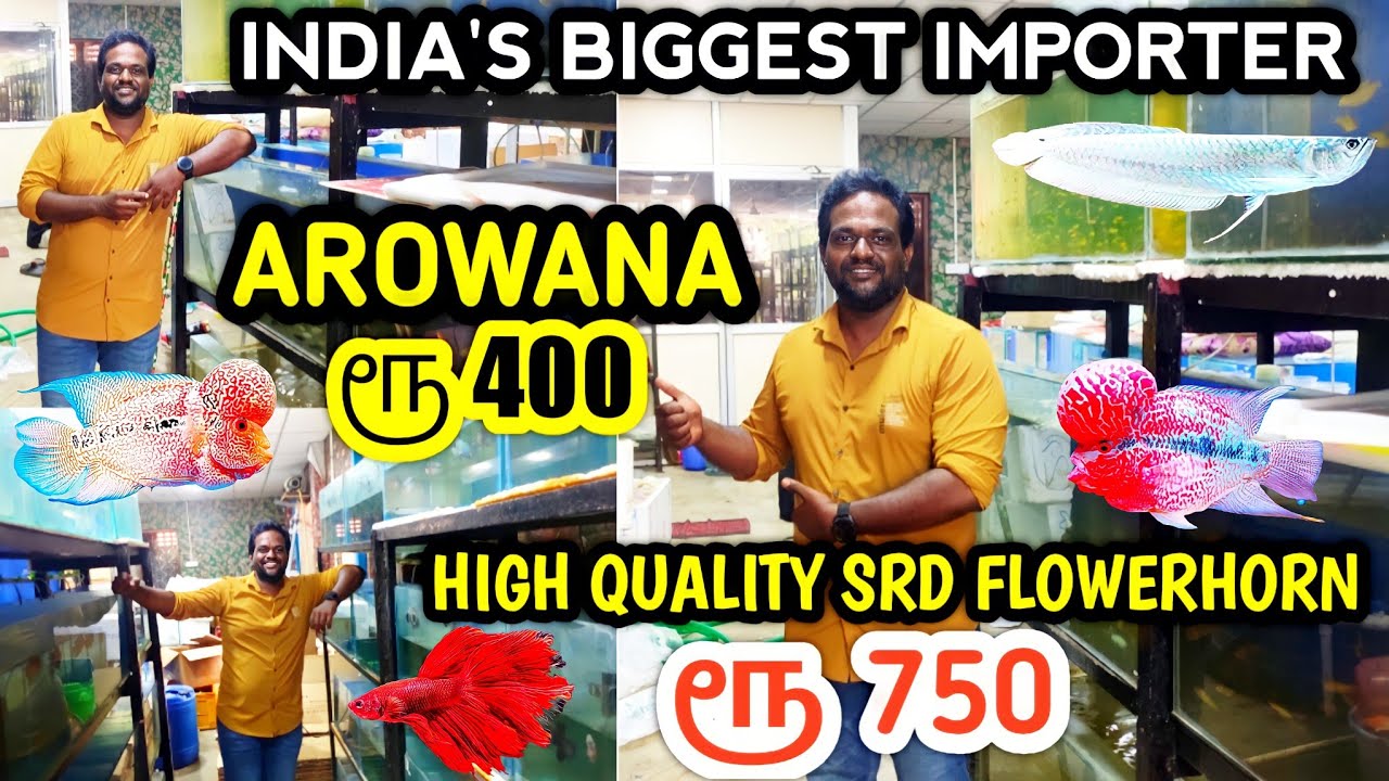 ₹400 Arowana | India Biggest Fish Farm | Imported Exotic Fishes
