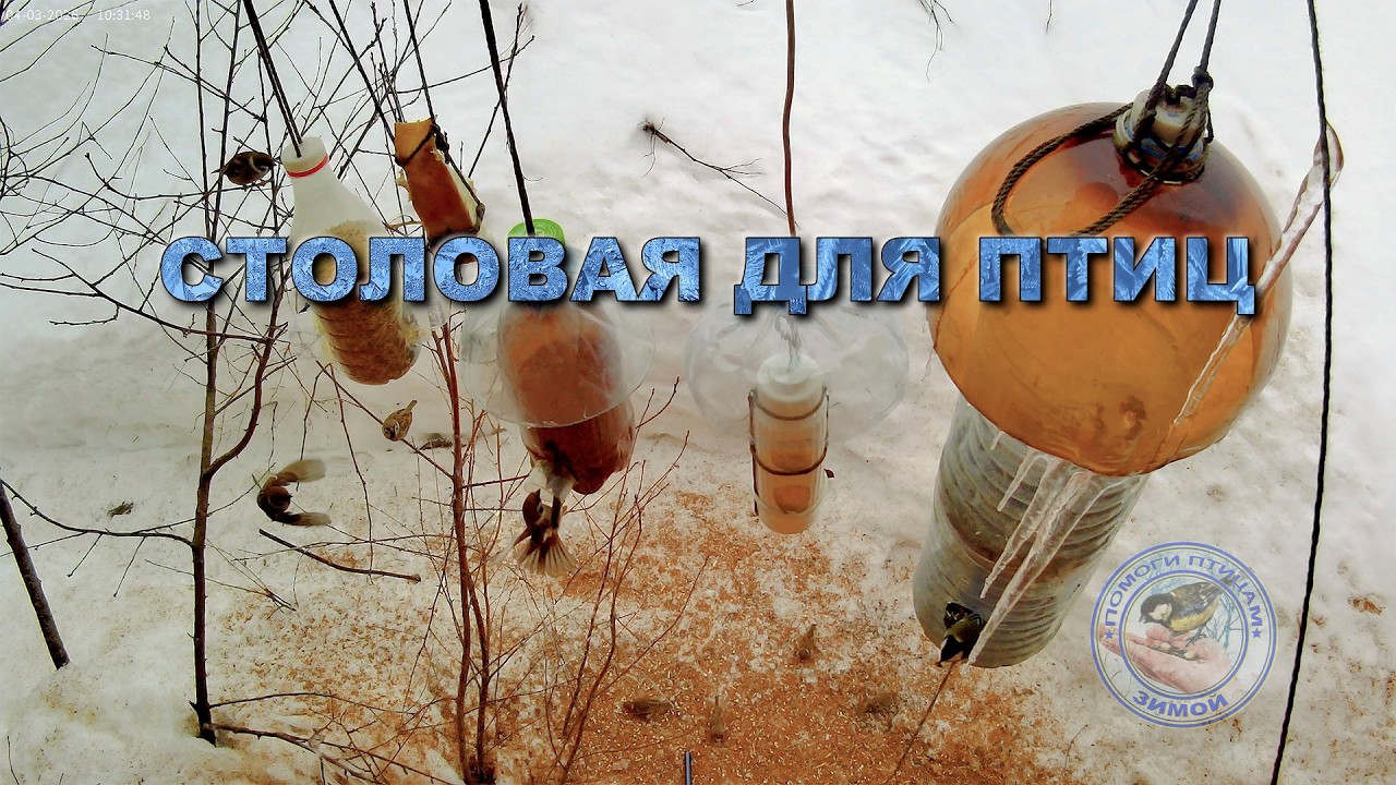 Кормушка для птиц 4 марта 2026 года (03)