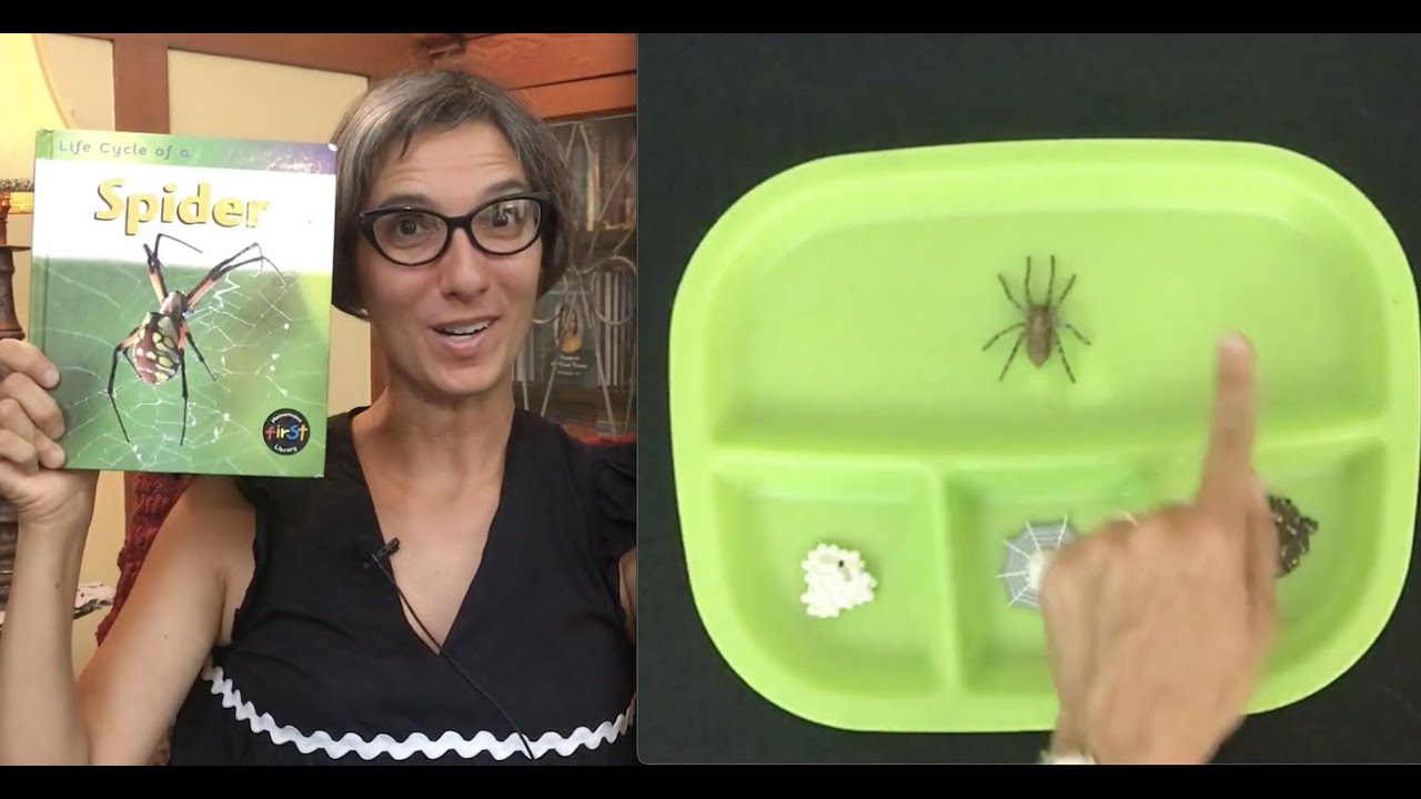 Spider | Life Cycle | Science | Preschool | Read Aloud | Story