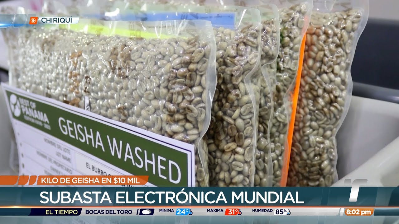 Café Geisha de Panamá logró nuevo récord mundial en subasta electrónica